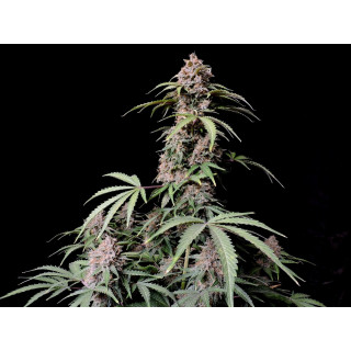 Amnesia Zkittlez Auto - FastBuds - Graines de collection