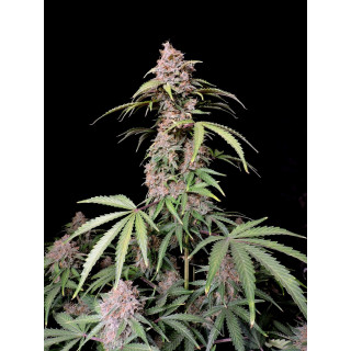 Amnesia Zkittlez Auto - FastBuds - Graines de collection