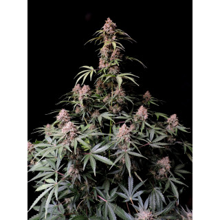 Amnesia Zkittlez Auto - FastBuds - Graines de collection