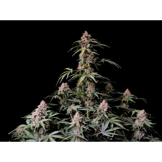 Amnesia Zkittlez - Autofloraison - FastBuds