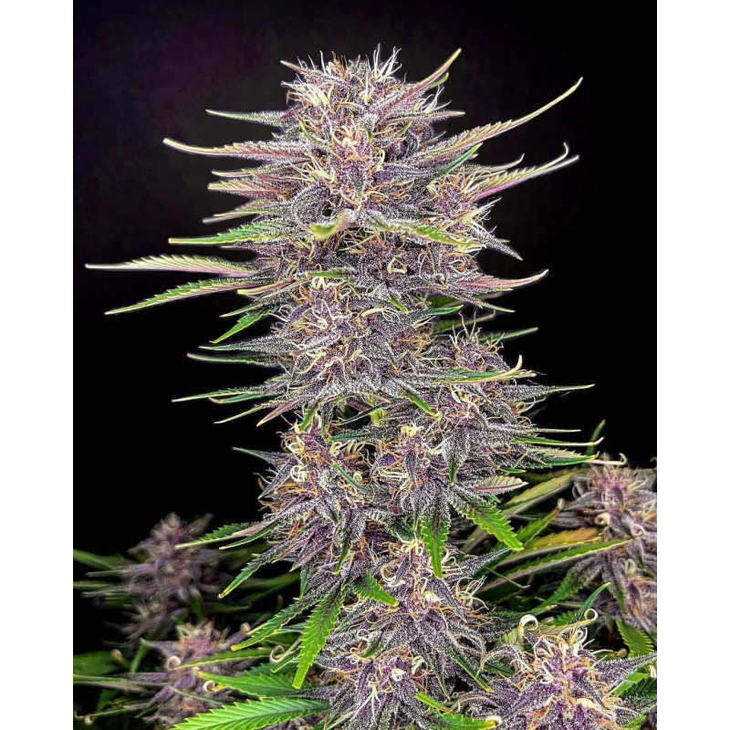 Banana Purple Punch Auto - FastBuds - Graines de collection