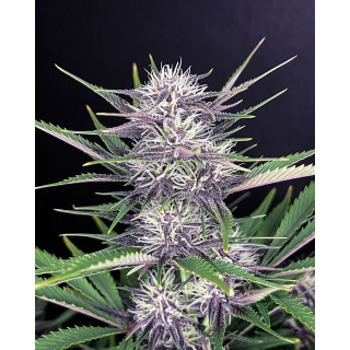 Banana Purple Punch Auto - FastBuds - Graines de collection