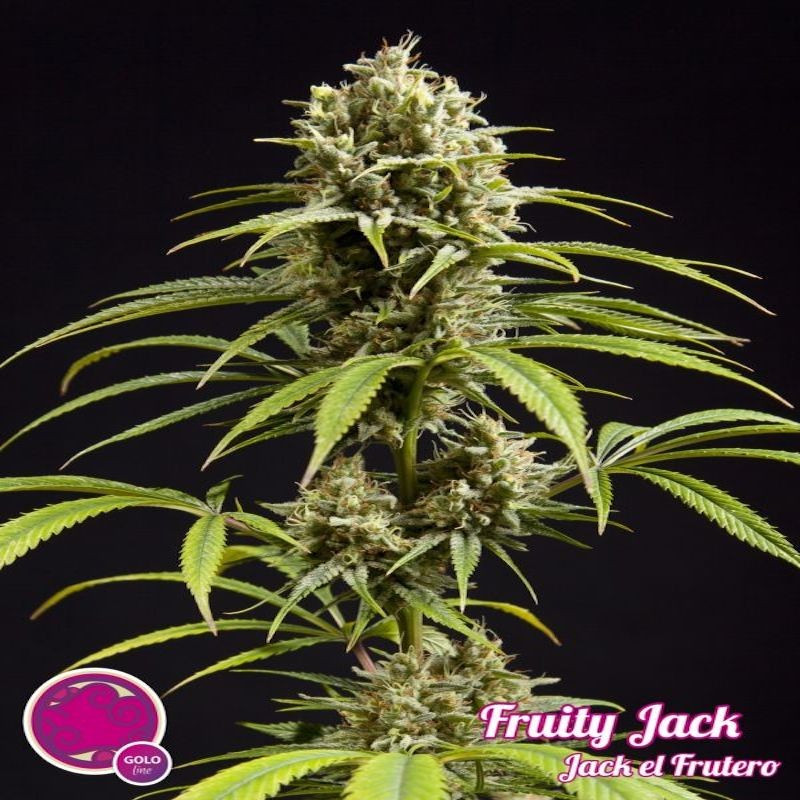 Fruity jack philosopher seeds