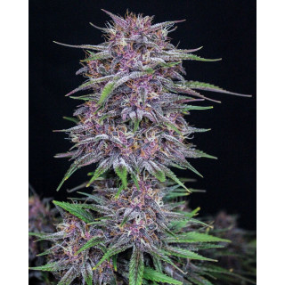 Banana Purple Punch Auto - FastBuds - Graines de collection