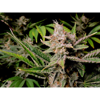 Cherry Cola - Autofloraison - FastBuds