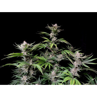 Cherry Cola Auto - FasBuds - Graines de collection