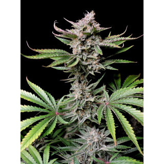 Cherry Cola - Autofloraison - FastBuds