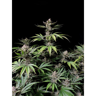 Cherry Cola Auto - FasBuds - Graines de collection