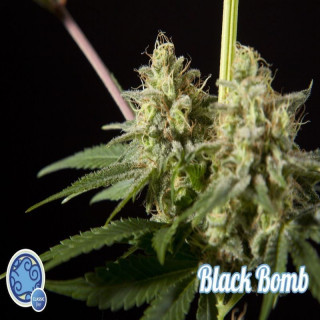 Black bomb philosopher seeds Graines de Collection