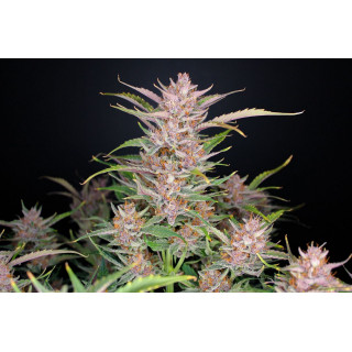 Gorilla Punch Auto - FastBuds - Graines de collection