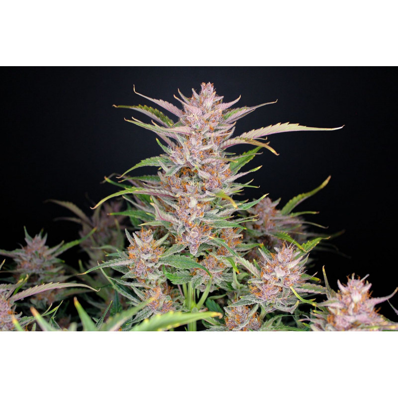 Gorilla Punch Auto - FastBuds - Graines de collection