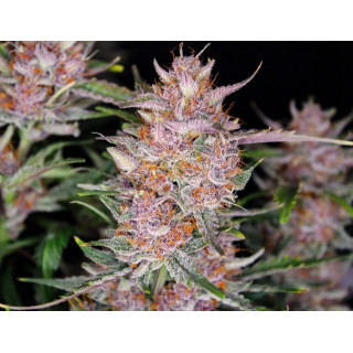 Gorilla Punch Auto - FastBuds - Graines de collection