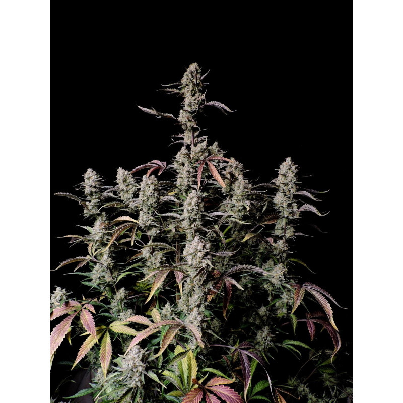 Gorilla Zkittlez Auto - FastBuds - Graines de collection