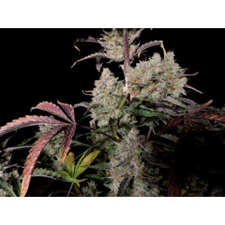 Gorilla Zkittlez Auto - FastBuds - Graines de collection