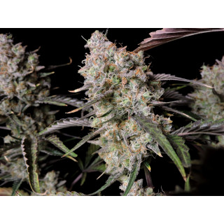 Gorilla Zkittlez Auto - FastBuds - Graines de collection