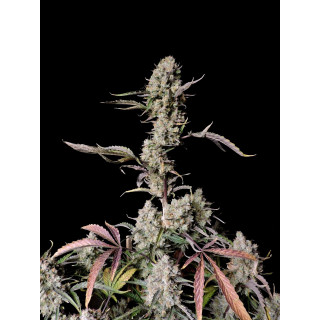 Gorilla Zkittlez Auto - FastBuds - Graines de collection