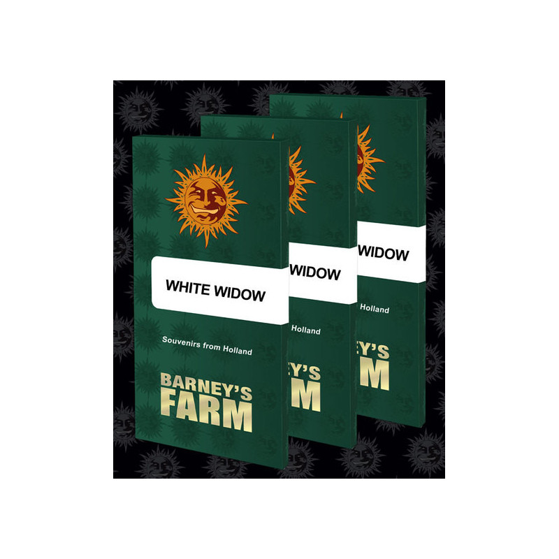 White Widow XXL - Barney's Farm