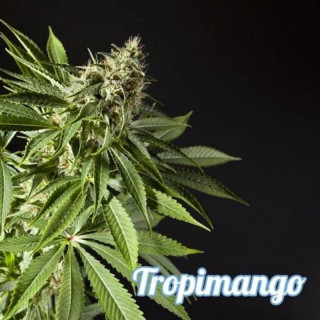 Tropimango philosopher seeds