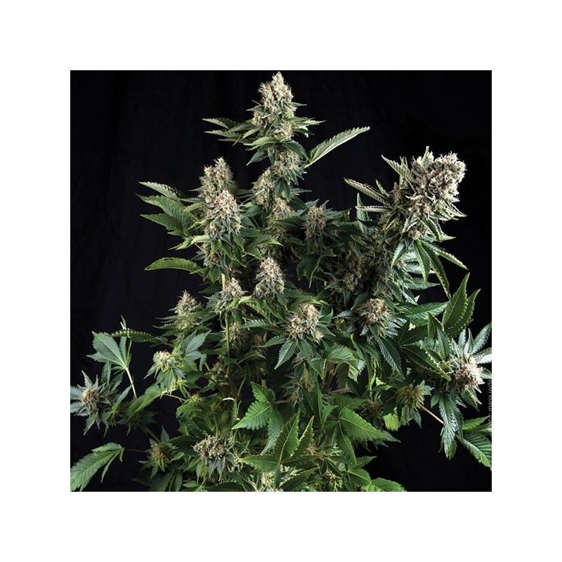 White Widow XXL Auto - Barney's Farm