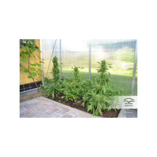 Auto duck - Dutch Passion - Graines de collection