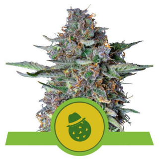 Dosidos - Auto - Royal Queen Seeds - Graines de Collection