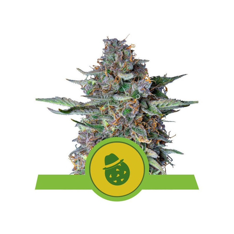 Dosidos - Auto - Royal Queen Seeds - Graines de Collection