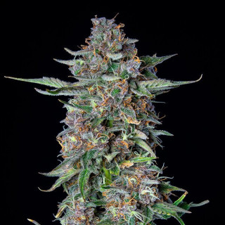 Dosidos - Auto - Royal Queen Seeds - Graines de Collection