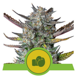 Purple Punch - Auto - Royal Queen Seeds - Graines de Collection