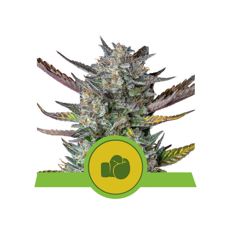 Purple Punch - Auto - Royal Queen Seeds - Graines de Collection