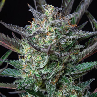 Purple Punch - Auto - Royal Queen Seeds - Graines de Collection