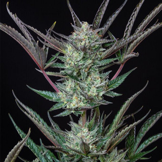 Purple Punch - Auto - Royal Queen Seeds - Graines de Collection