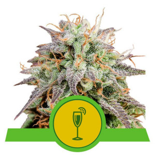 Mimosa - Auto - Royal Queen Seeds - Graines de collection