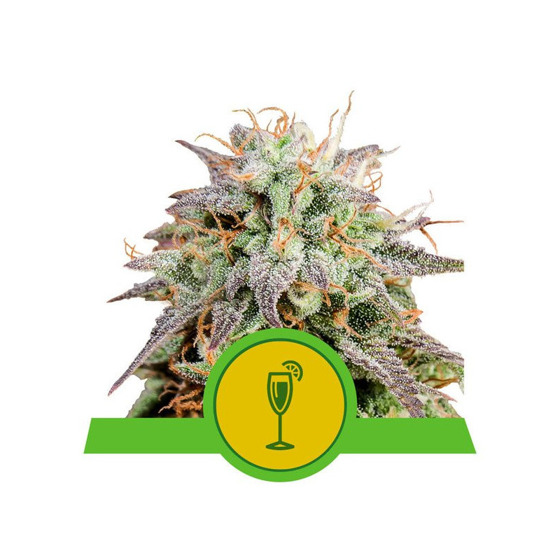 Mimosa - Auto - Royal Queen Seeds - Graines de collection