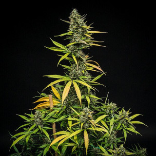 Mimosa - Auto - Royal Queen Seeds - Graines de collection