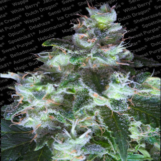 Original white widow paradise seeds