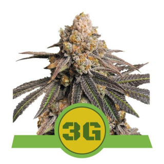 Triple G - Automatique - Royal Queen Seeds - Graines de Collection