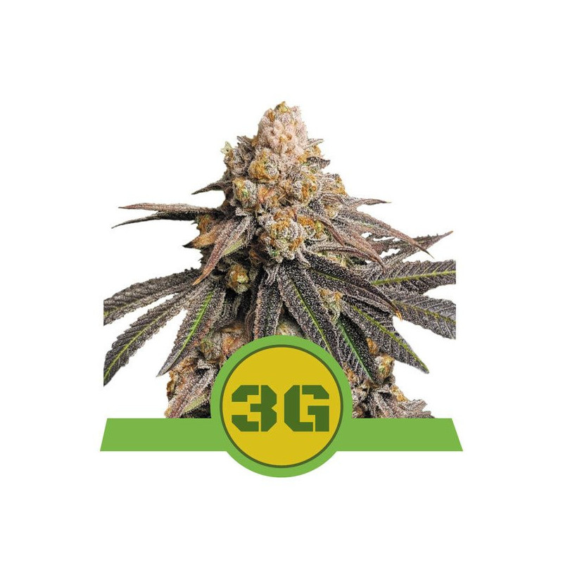 Triple G - Automatique - Royal Queen Seeds - Graines de Collection