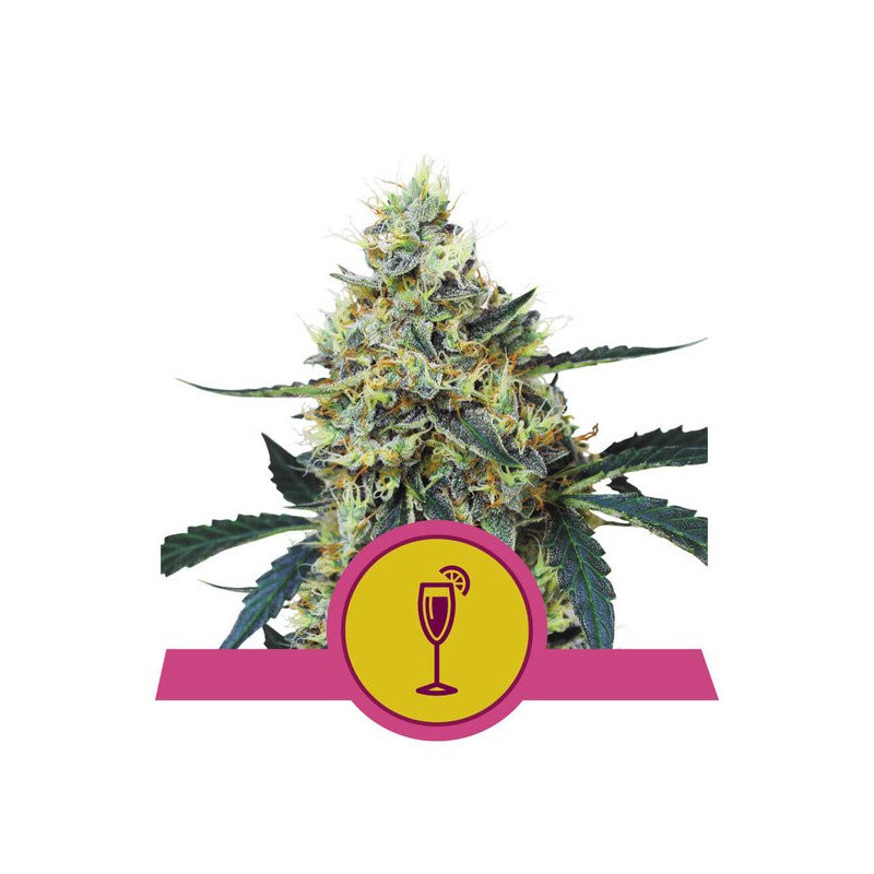 Mimosa - Féminisée - Royal Queen Seeds - Graines de collection Mimosa - Féminisée - Royal Queen Seeds - Graines de collection