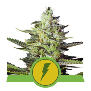 North Thunderfuck - Automatique -  Royal Queen Seeds - Graines de Collection