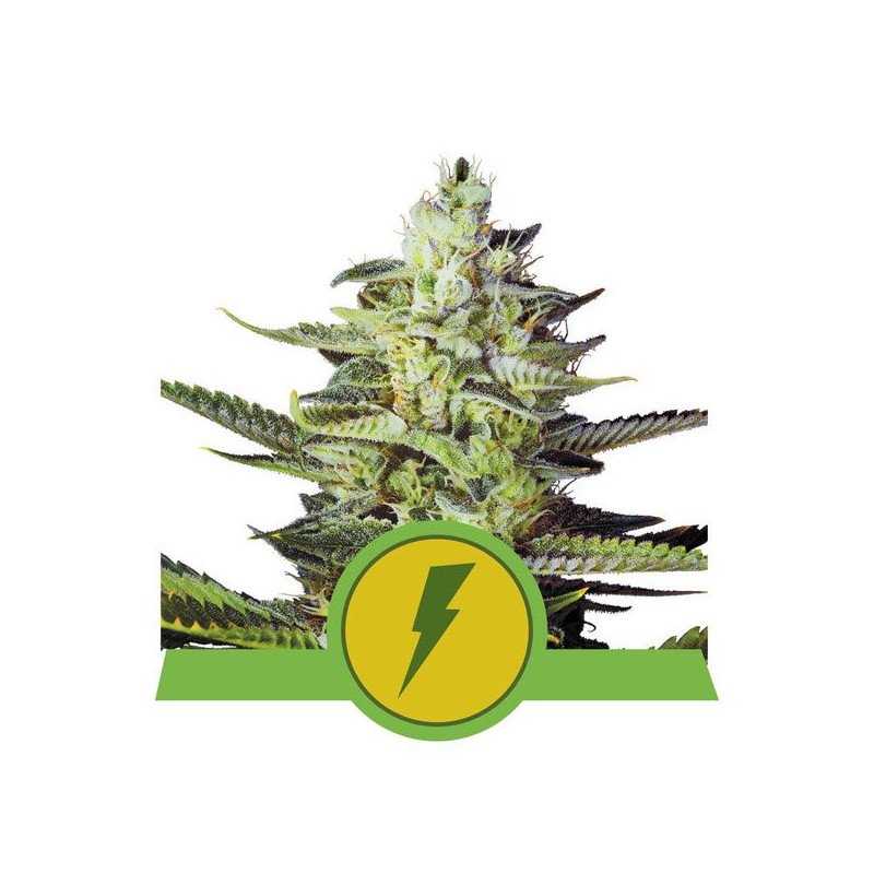 North Thunderfuck - Automatique - Royal Queen Seeds - Graines de Collection
