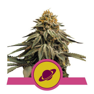 Royal Skywalker - Féminisée - Royal Queen Seeds - Graines de collection