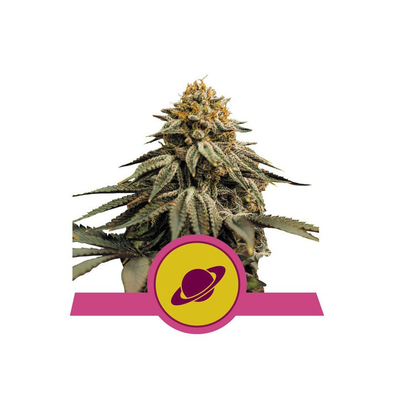 Royal Skywalker - Féminisée - Royal Queen Seeds - Graines de collection