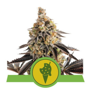 Cookies Gelato - Automatic - Royal Queen Seeds - Graines de Collection