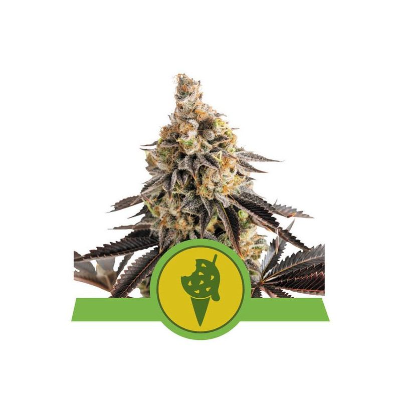 Cookies Gelato - Automatic - Royal Queen Seeds - Graines de Collection