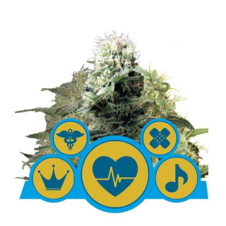 Medical Mix CBD - Féminisées - Royal Queen Seeds - Graines de Collection