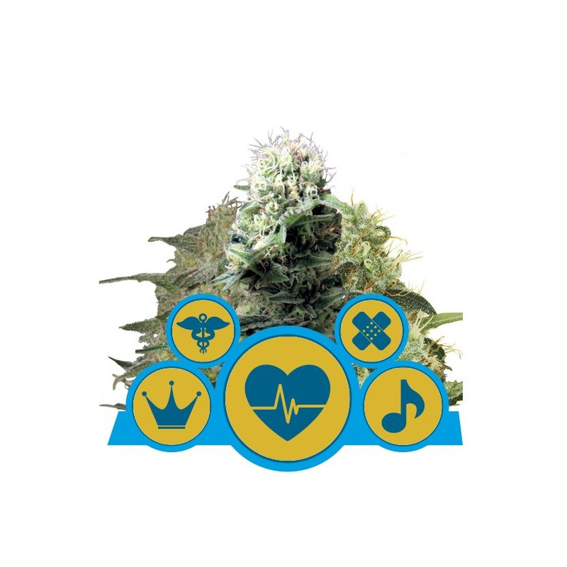 Medical Mix CBD - Féminisées - Royal Queen Seeds - Graines de Collection