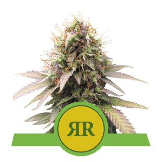 Royal Runtz - Automatic - Royal Queen Seeds - Graines de collection