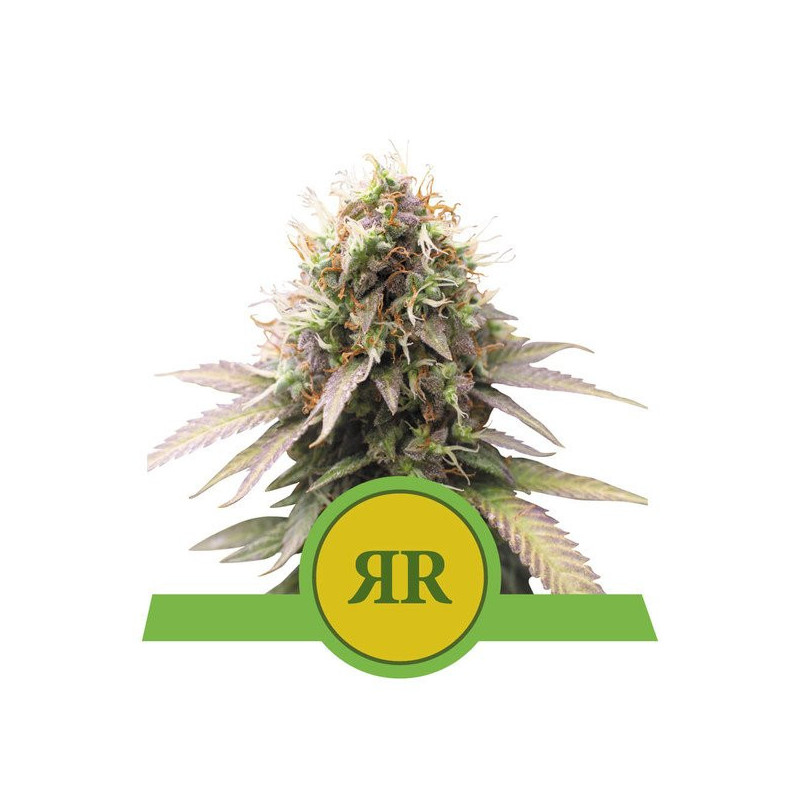 Royal Runtz - Automatic - Royal Queen Seeds - Graines de collection