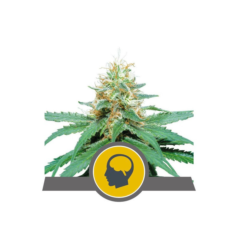 Amnesia Haze - Régulière - Royal Queen Seeds - Graines de collection