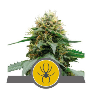 White Widow - Régulière - Royal Queen Seeds - Graines de collection